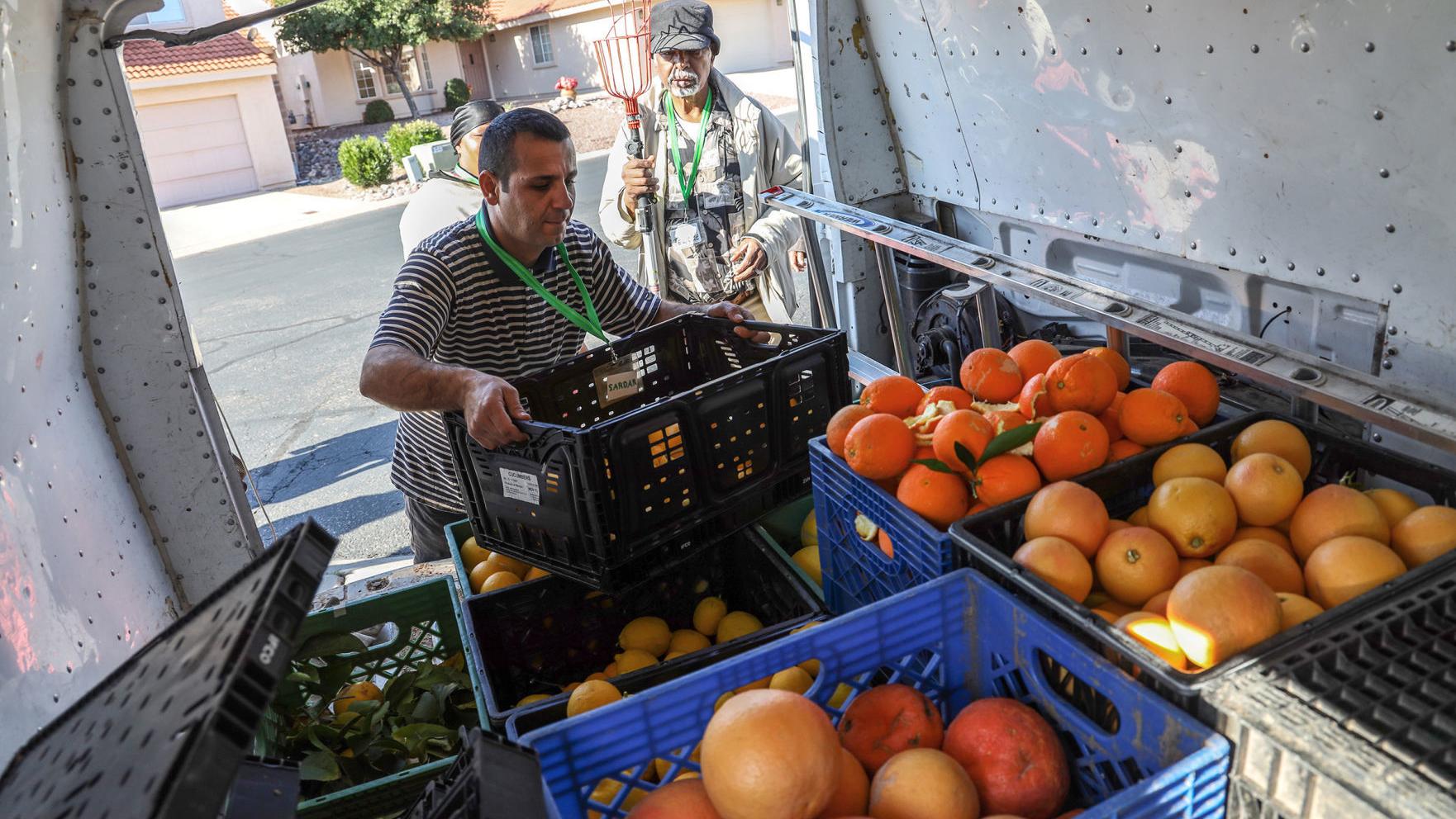 Surplus citrus from homeowners' fruit trees being accepted at Tucson-area food banks